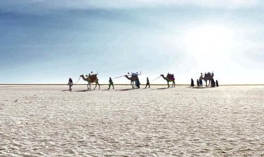 કચ્છનું સફેદ રણ કાળું કેમ થયું ? તપાસ માટે કચ્છ કલેક્ટરે કમિટી બનાવી, રણોત્સવ માટેની ટેન્ટ સિટીના કોન્ટ્રાક્ટર પણ બદલાયા