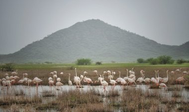 કચ્છના છારીઢંઢ પક્ષી અભ્યારણને રામસર સાઈટનો દરજ્જો મળ્યો, હવે Sanctuaryની બાજુમાં આકાર લઇ રહેલા NTPCના 4750 MW રિન્યુએબલ એનર્જી પાર્કનું શું થશે ?